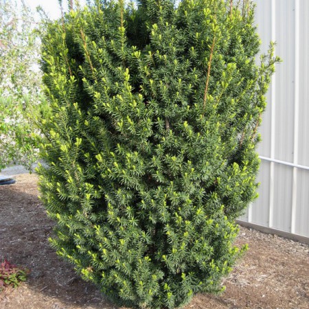 Taxus baccata "Hicksii" - tis obyčajný
